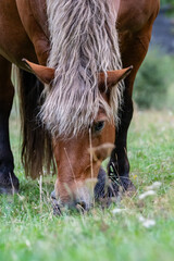 horse eating grass