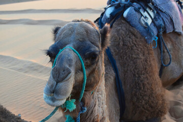 Camel head close up in the Sahara desert.