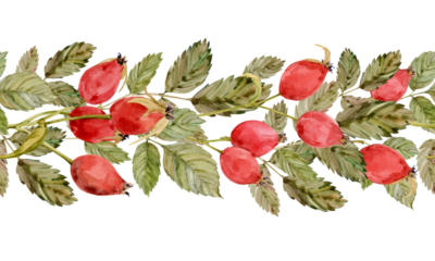 Watercolor border of rose hips, berries and green leaves isolated on white background. Seamless pattern. Hand drawn botanical rose hip branches. Clipart for herbal tea label.