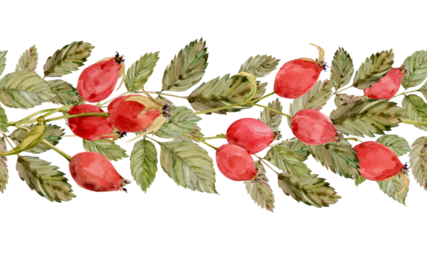Watercolor border of rose hips, berries and green leaves isolated on white background. Seamless pattern. Hand drawn botanical rose hip branches. Clipart for herbal tea label.