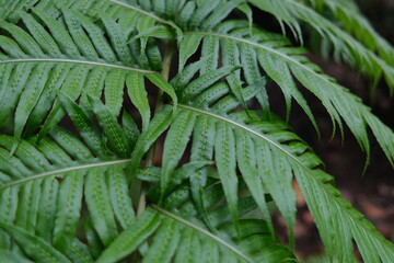 Green ferns in the forest