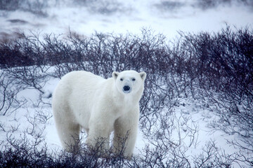 Bear Watching in Churchill - Polar Bears' Paradise