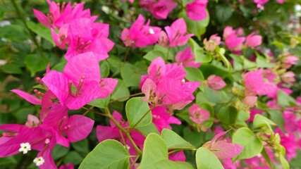 Beautiful pink flower.  Bougainvillea's pink color blooms in summer.
