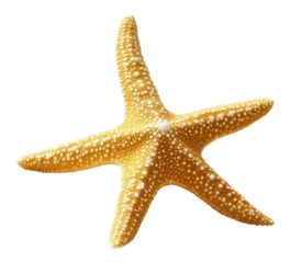 PNG Orange starfish on sandy ocean floor