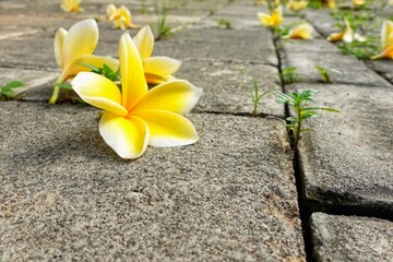 Yellow frangipani flowers fall on the concrete floor. Fall yellow flowers.