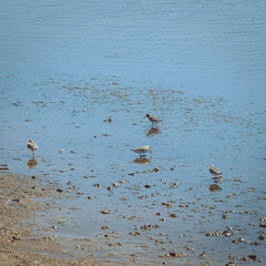 Narceja-comum (Gallinago gallinago) Lagoa de Melides Portugal