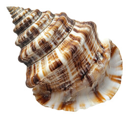 Obraz premium PNG Spiral shell with vibrant natural patterns