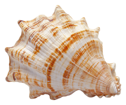 PNG Beautiful spiral shell found on a sandy beach