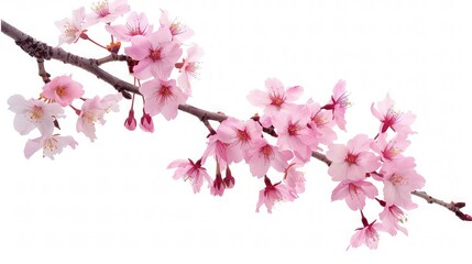 Obraz premium A fluttering branch of pink cherry blossoms against a crisp spring sky.