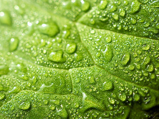 Macro of fresh young spring green leaf highlighted reveal green leaf texture sprinkled with water...