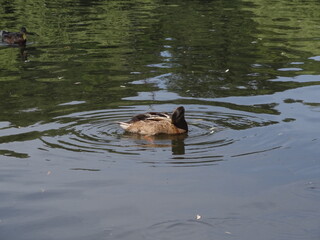 ducks, lake, nature,