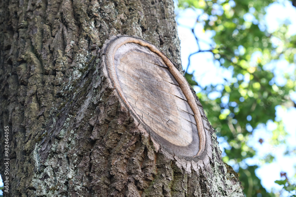 Poster Close-up shot of a tree trunk featuring a circular hole or window, suitable for use in design projects where nature is a theme