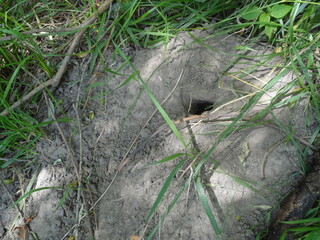 ducks, lake, nature,