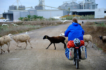 Woman bicyclist riding along quiet and lonely roads surrounded by nature and sheep at sunset.