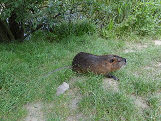 nutria nature animal