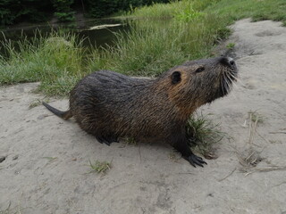 nutria nature animal