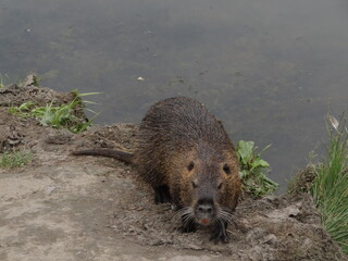 nutria nature animal