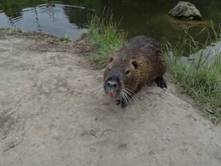 nutria nature animal