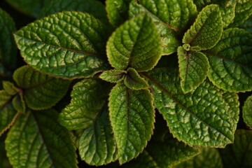 green leaves as background of the photo above, concept of sustainable development, close-up texture of leaves, ekofrendli background, concept of mental health