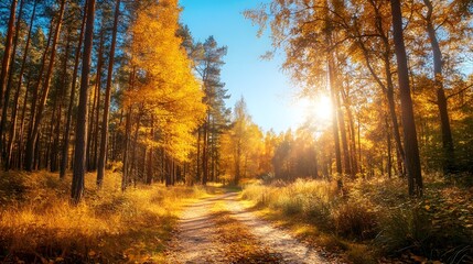 Fototapeta premium Autumn forest road at warm sunny fall morning.
