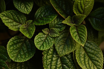 green leaves as background of the photo above, concept of sustainable development, close-up texture...