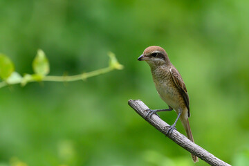 Brown shrike