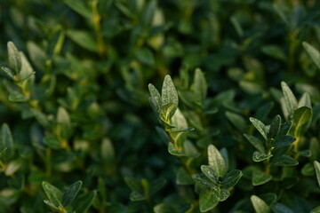 green boxwood leaves as a background for top photo, concept of sustainable development, close-up fragment of green fence, close-up leaf texture, ekofrendli background, concept of mental health 