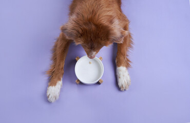 A Nova Scotia Duck Tolling Retriever waits with an empty bowl between its paws on a purple...