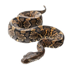 Obraz premium Boa constrictor snake crawling on white background, looking ahead
