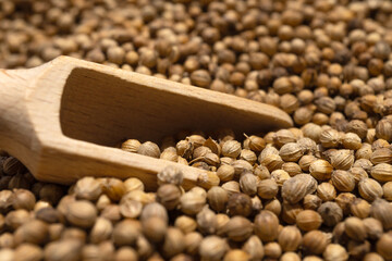 Organic food, spice coriander seeds