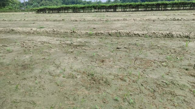 Lush green horizon of agriculture field of a small Indian village in warm and moist air during southwest torrential Monsoon Rainfall season. Tropical climate countryside harvest. India  Asia Pac