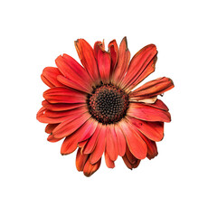 A vibrant red flower showcasing intricate petals and a striking center, perfect for adding a splash of color to any design.