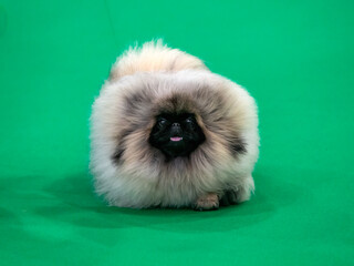 Pekingese puppy dog in the show ring