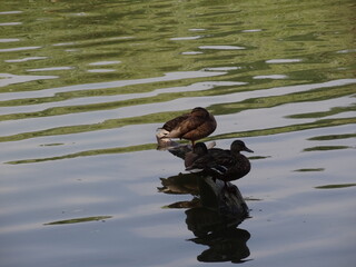duck in the water
