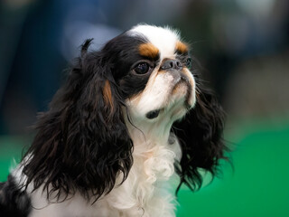 King Charles Spaniel dog.Similar to but not a Cavalier
