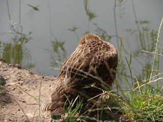 Ducks on the lake, nature