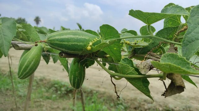 "Thriving Vines: The Pointed Gourd Plant in Full Growth"