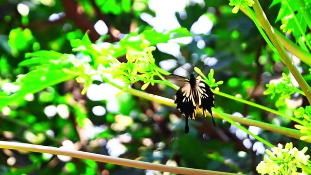 papaya fruit flowers and papilio memnon butterflies that help pollinate in summer