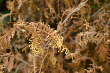 close-up of dried branches of thuja evergreen tree as a background, drought, climate change,...