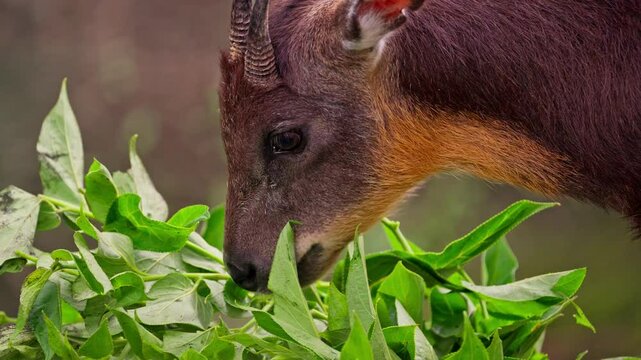 Taiwan serow close-up eating some green leaves in slow motion with sound