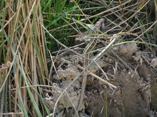 lizard in nature
