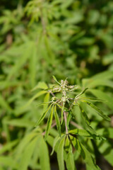 Chaste tree leaves