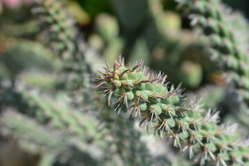 Cane cholla plant