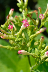 Cultivated tobacco flowers