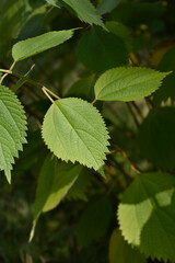 False nettle leaves