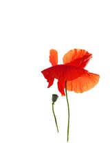 Colored Poppy Flower Isolated on White Background.