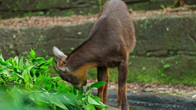 Taiwan serow eating some green leaves with sound