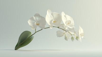 Fototapeta premium Elegant Orchid in Full Bloom - Minimalist 3D Render with High Contrast White Background