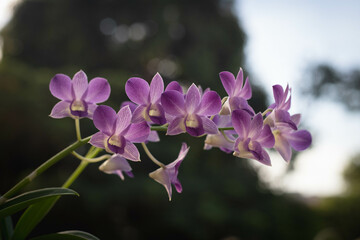 Dendrobium Bigibbum