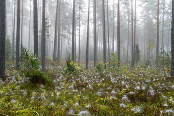 Misty summer morning, coniferous stand of  Forest at sunrise with young spruces spiders net wrapped.